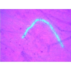 Microscop portabil USB Dino-Lite - AM4013MTL-FVW cu carcasa metalica, distanta mare de lucru si iluminare UV